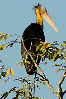 ave en el parque nacional de Manas