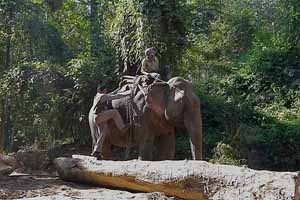 Elefante en Sibsagar