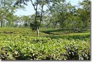 campos de Te de Assam