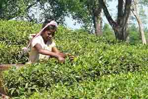 recogiendo hojas de Te de Assam