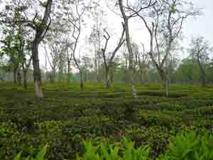 campos de Te de Assam