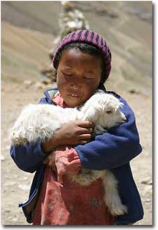 niño con un cordero en brazos en zanskar