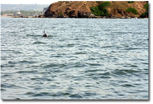 delfines en la playa de baga