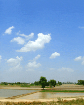 campos en Haryana