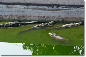 cocodrilos En el Santuario de Vida Salvaje de Neyyar