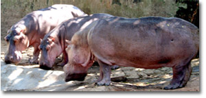 hipopotamos en el zoo de Trivandrum