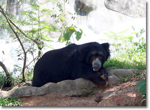 oso en el zoo de Trivandrum