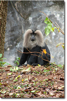 mono en el zoo de Trivandrum