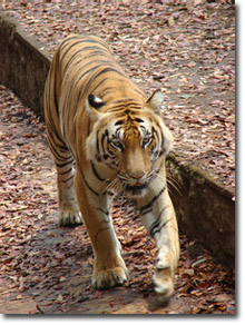 tigre en el zoo de Trivandrum