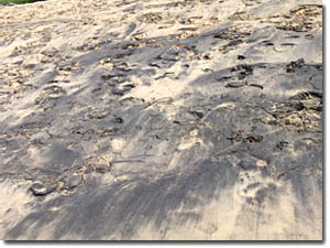 manchas negras en la arena de varkala