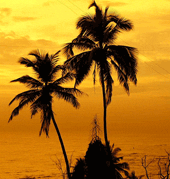 palmeras en la costa de maharashtra