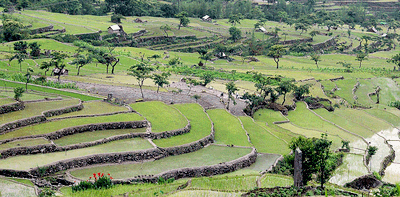 terrazas de cultivo en nagaland