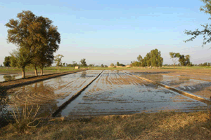 campos regados en punjab