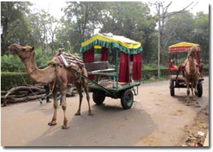 carros tirados por camellos en agra