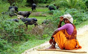 Mujer cuidando bufalos en Nalgonda