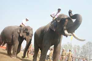 Elefantes en Kaziranga