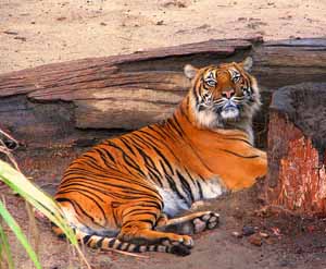 tigre en Kaziranga
