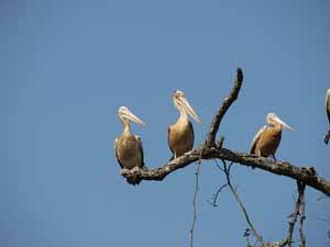 pelicanos en Kaziranga
