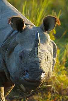 rinoceronte en Kaziranga