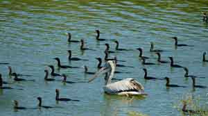 pelicanos y cormoranes en Kaziranga