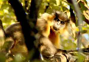 primate en manas