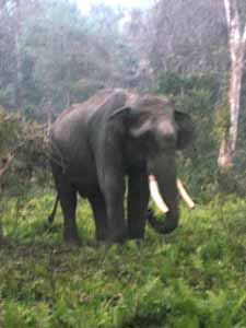 elefante en el Parque Nacional de Nameri
