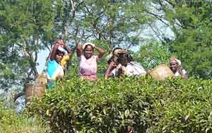 mujeres trabajando recogiendo Te de Assam