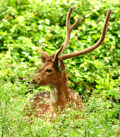 animal en un parque nacional de karnataka