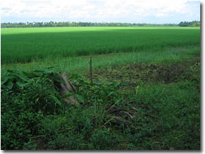 Campo de arroz en Kottayam