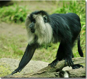 Macaco en el parque Nacional de Silent Valley
