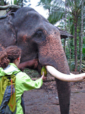 elefante en kerala