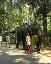 elefante en un camino de kerala