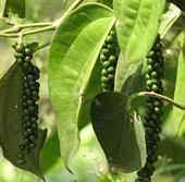 plantacion de pimienta en kerala
