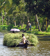 transportando hierba en una barca en kerala