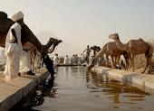 camellos bebiendo agua