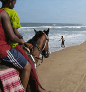 caballo de una playa de Mahablipuram