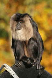 especie de macaco en Tamil Nadu
