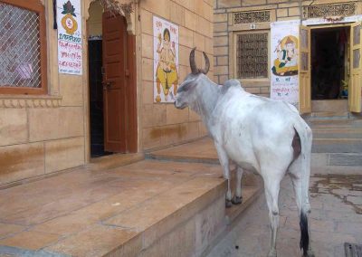 Vaca queriendo entrar en casa Jaisalmer