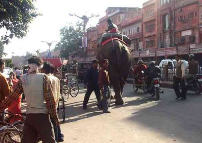 Calle en Jaipur con un elefante