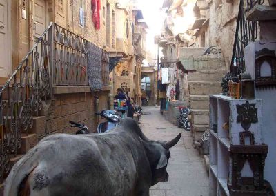 Vaca en calle de Jaisalmer