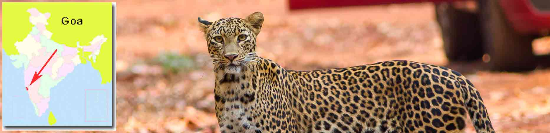 leopardo en cotigao