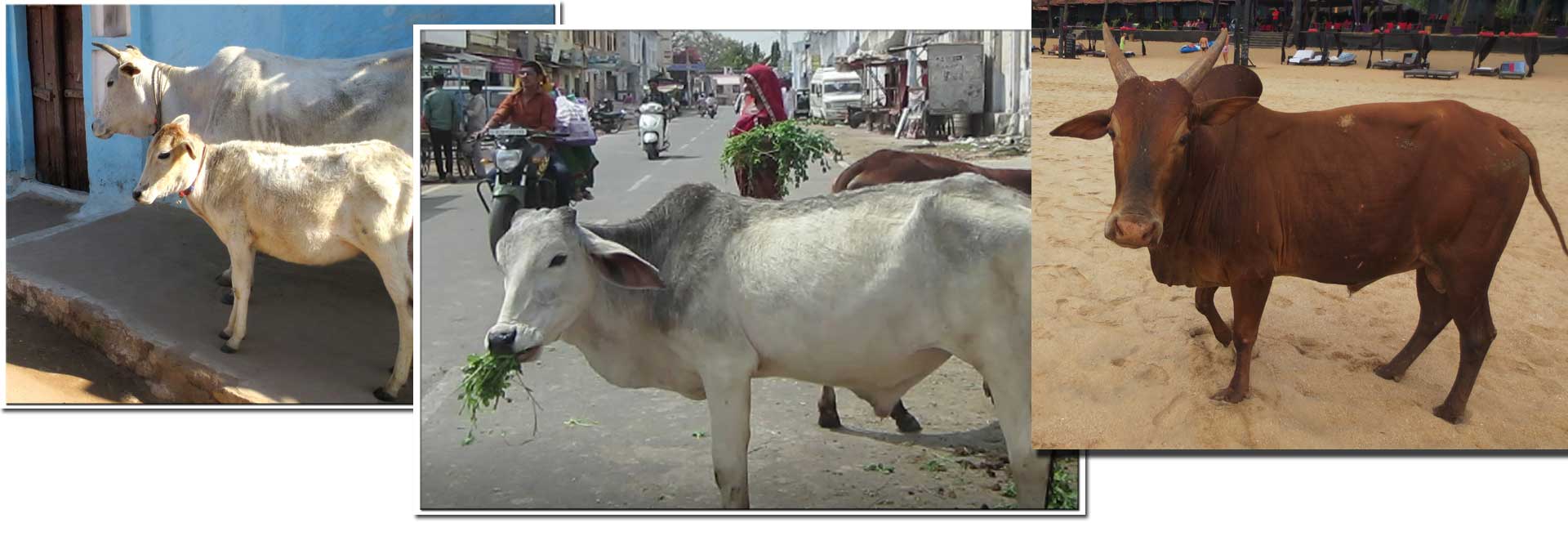Vacas de la India