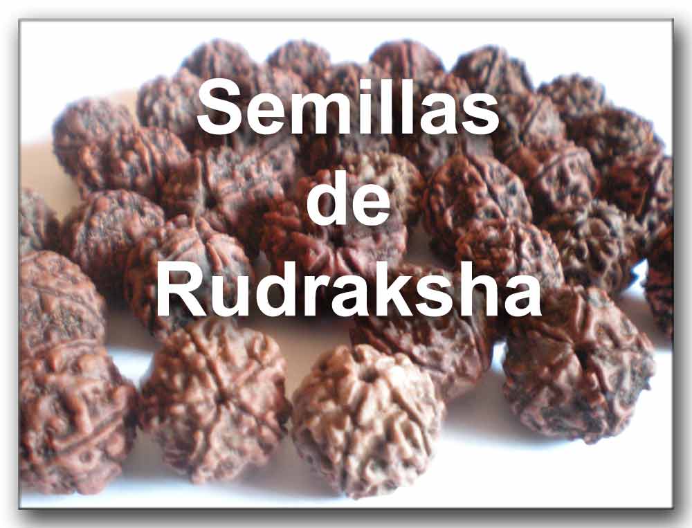 Semillas de Rudraksha